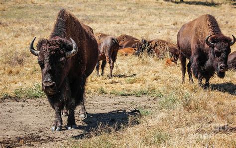 American Bison Herd Photograph by Suzanne Luft