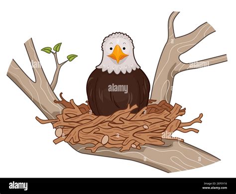 Nesting in tree wildlife Cut Out Stock Images & Pictures - Alamy