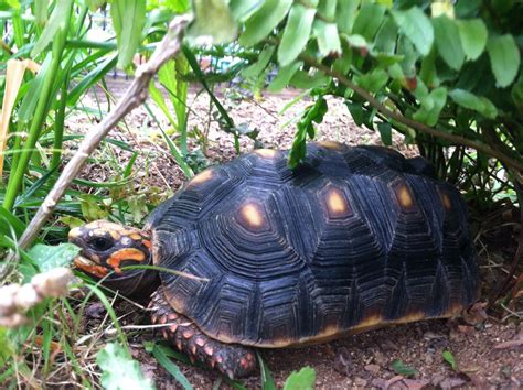 Redfoot tortoise | Red footed tortoise, Tortoise habitat, Cute tortoise