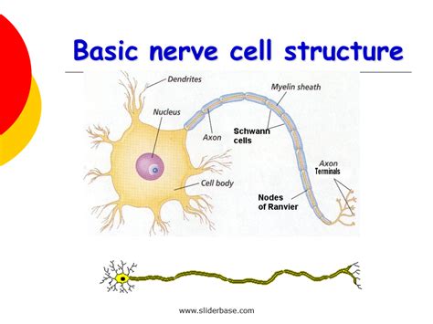 Labeling A Nerve Cell