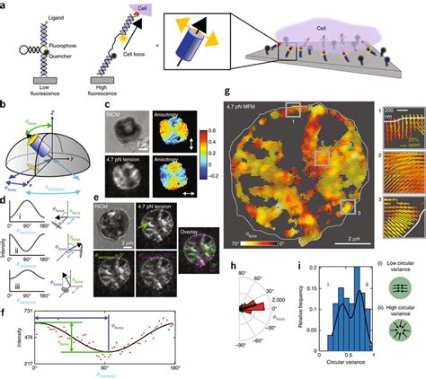 Excitation-resolved fluorescence polarization microscopy enables the ...