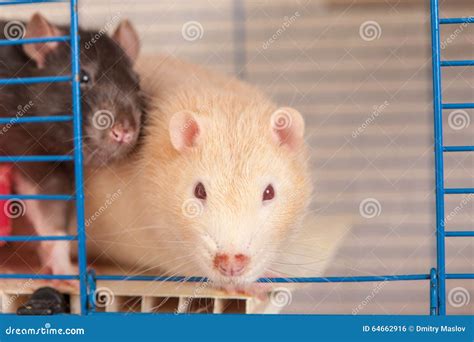 Domestic rat in a cage stock photo. Image of rodent, color - 64662916