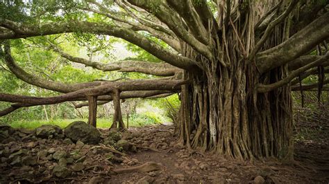 How Big Is the World's Largest Banyan Tree? - A-Z Animals