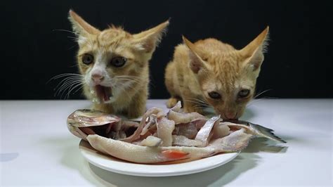 Two Cat Eating Raw Big Fish! Can Cat Eat Raw Fish? - YouTube