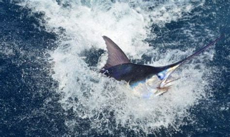 Marlin Fishing: All You Need to Know | Tom's Catch Blog