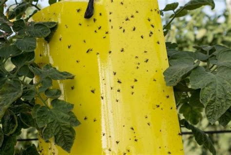 Identify and Get Rid of Whiteflies on Tomatoes | Gardening Fan