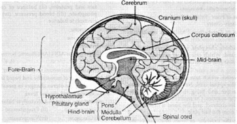 Draw a well- labelled diagram of human brain. Which is the main ...