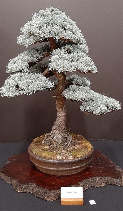 Atlantic Cedar from my local bonsai club : Bonsai