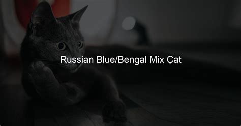 Russian Blue/Bengal Mix Cat - My Russian Cat