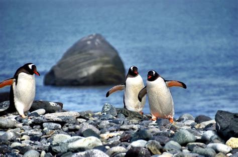 Wildlife in Antarctica - What The Experience Is Really Like