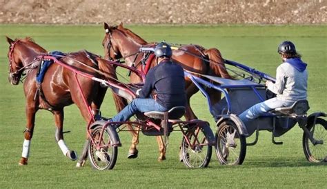 What Is Harness Racing? History, Rules, Breeds, Types, FAQs & More