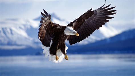 eagle, Birds, Animals, Bald Eagle, Wildlife, Nature, Flying Wallpapers ...