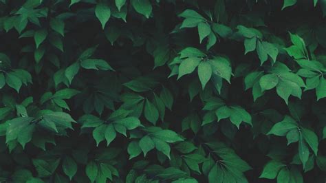 Aesthetic Green Desktop Wallpapers - Wallpaper Cave