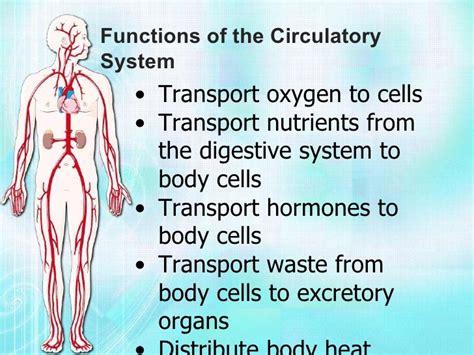 Biology Project [Circulatory System] Vijay Raja Std Vii Navdeep With