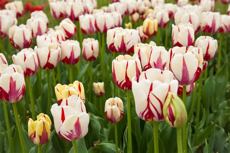 14 Types of Tulips for Your Garden