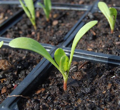 Calendula seedling – Higgledy Garden