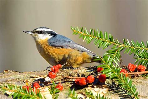 Red-breasted Nuthatch: Bird Identification, Habits, Facts, Nesting ...