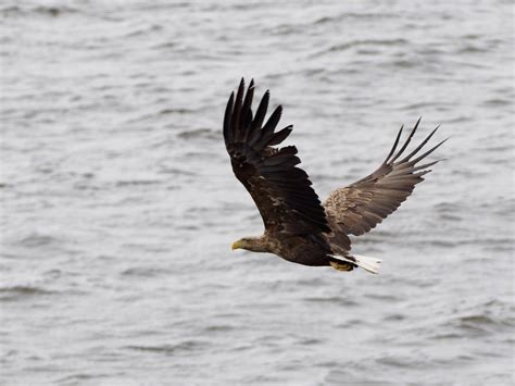 White tailed eagle in flight | BirdForum