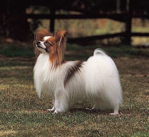 Papillon | Breed, Care, Upkeep, Temperament, Toy Dog, Intelligence ...