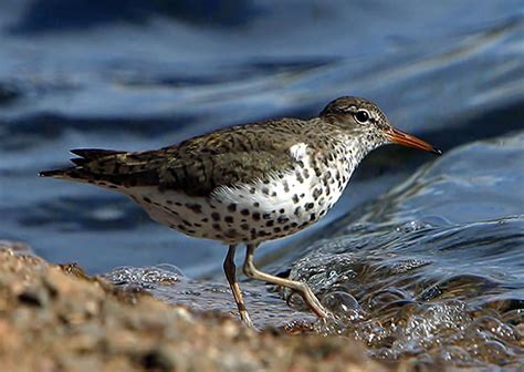 Spotted Sandpiper - Actitis macularius - NatureWorks