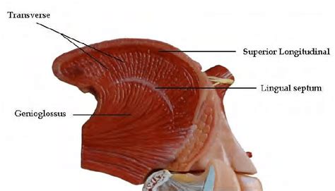 Tongue Muscles Anatomy