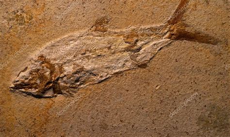 Fossils of ancient fish in rock — Stock Photo © wlad74 #60616151