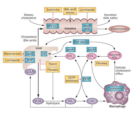 Lipid metabolism - Wikipedia