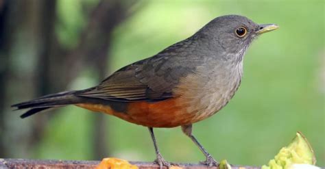 The Rufous-Bellied Thrush: National Bird of Brazil - A-Z Animals