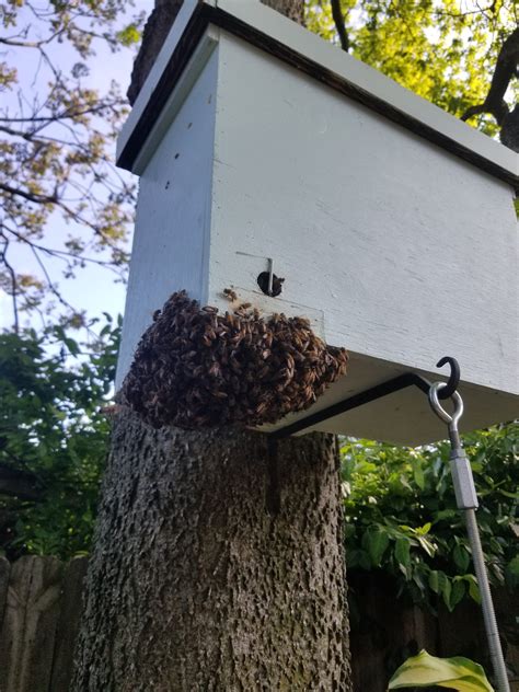 Part of swarm wont move in??? | Beesource Beekeeping Forums