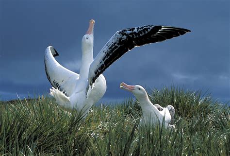 Wandering albatross — Australian Antarctic Program