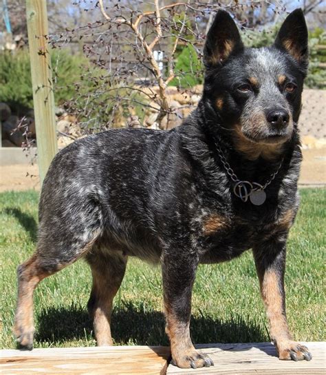 Queensland Heeler...Always at the Ready! | Blue heeler dogs ...