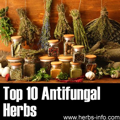 Antifungal Herbs