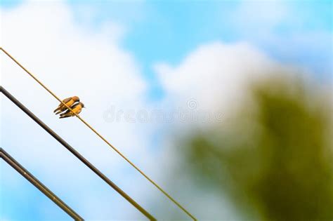 Two birds on a wire stock photo. Image of nature, eurasian - 271487256