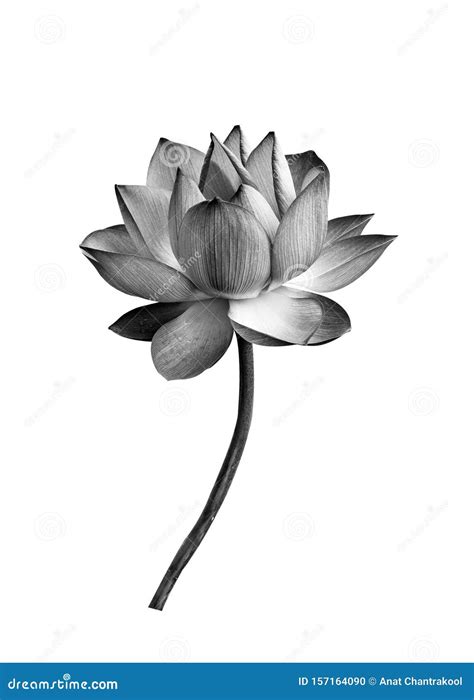 Lotus Flower Black and White Isolated on White Background Stock Photo ...