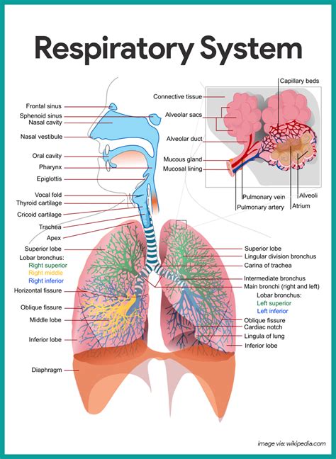 Respiratory Breathing System Body Organ Anatomy Diagram Vector Drawing ...