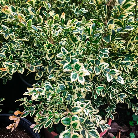 Variegated Boxwood Shrubs For Sale Online | The Tree Center