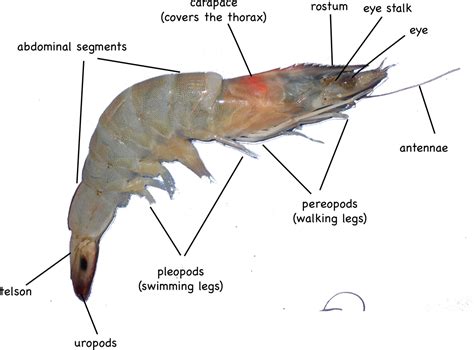 Shrimp – Montessori Muddle