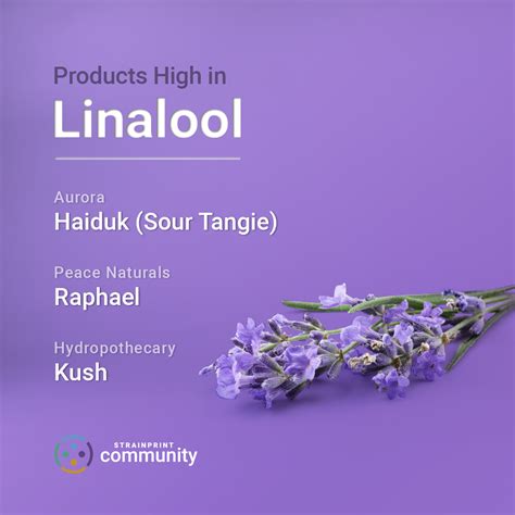 Understanding Terpenes: Linalool - Strainprint Technologies Inc.