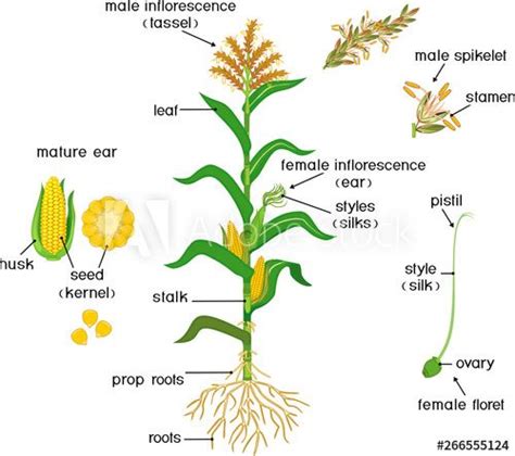 Parts of plant. Morphology of corn (maize) plant with green leaves ...