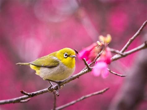 Cute Bird Wallpapers - Top Free Cute Bird Backgrounds - WallpaperAccess