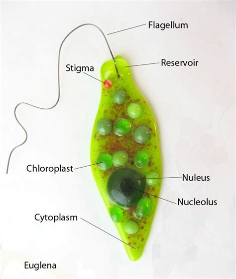 BIOLOGY O LEVEL(FORM ONE) - CLASSIFICATION OF LIVING THINGS | [pdf ...