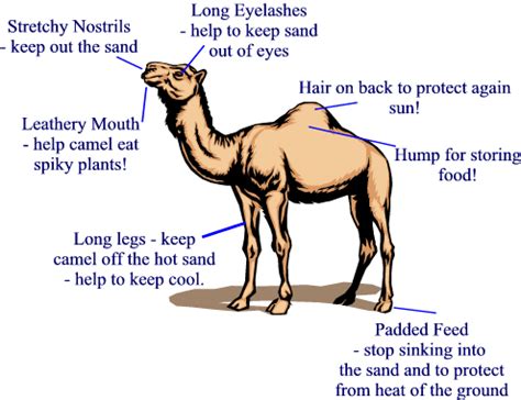 Different Adaptations For A Camel That Helps Them To Survive ...