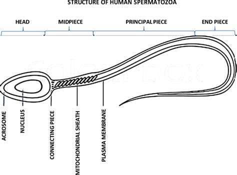 Structure of human spermatozoa | Download Scientific Diagram