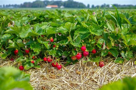 18+ Hood Strawberry Plants - BrisRenata