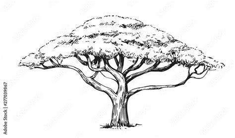 Sketch of an acacia tree. Hand drawn illustration converted to vector ...