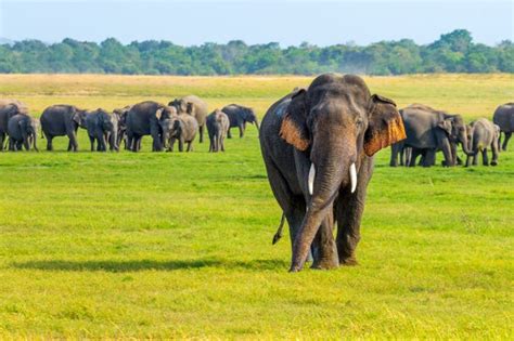 Safari por el Parque Nacional de Minneriya desde Sigiriya