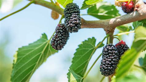 Mulberries 101: Nutrition Facts and Health Benefits