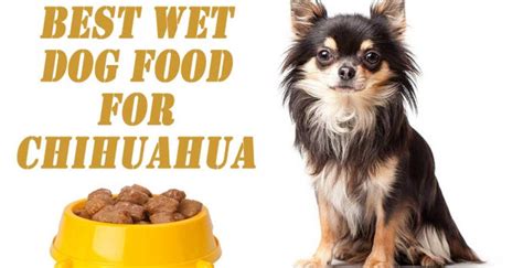 3 Best Wet Dog Food For Chihuahua | Pets Dog World