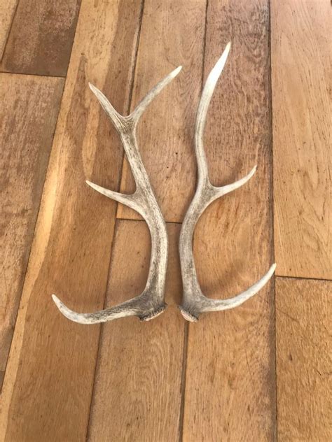 Red Deer Antlers | in Verwood, Dorset | Gumtree