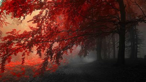 Red Tree Wallpapers - Top Free Red Tree Backgrounds - WallpaperAccess